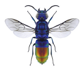Wasp Chrysis fulgida on a white background