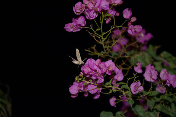 Hawk moth is feeding on nectar of red tropical flowers.