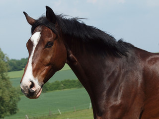 Fototapeta premium Hannoveraner 