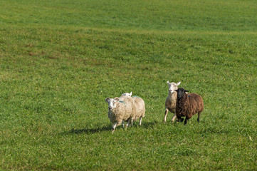 Four Sheep (Ovis aries) Run In