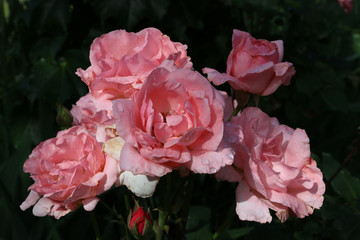 Pink Roses in Garden