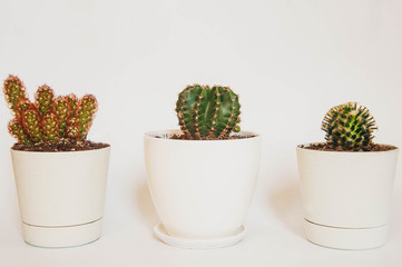 Cactus Ceramic in pot on a white space and white background.