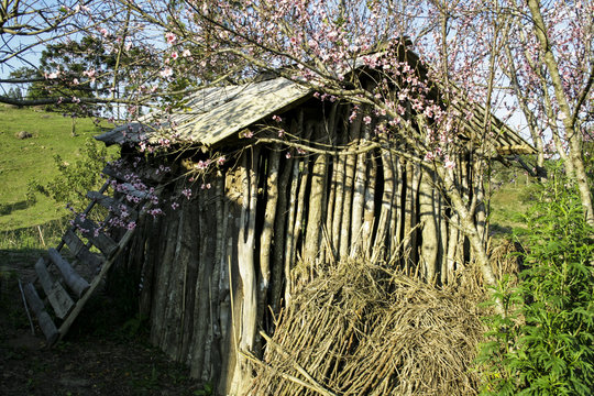 Cabana de troncos de madeira em regi&atilde;o rural, com pessegueiro florido ao lado, com c&eacute;u azul ao fundo