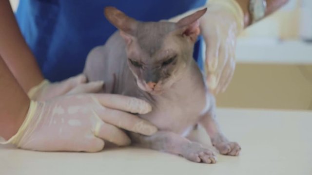 The veterinarian is cleaning the ears of a bald sphinks cat at veterinary clinic