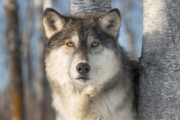 Le loup gris (Canis lupus) regarde dehors
