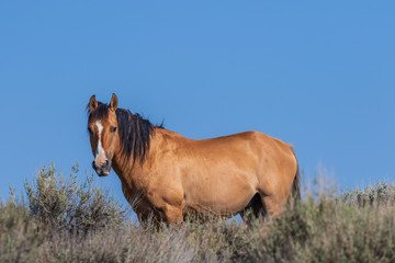 Beautiful Wild Horse in Sand Wash Basin Colorado