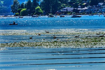 Canada Geese Lake Washington Reflections Juanita Bay Park Kirkland Washiington