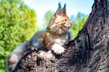 Maine coon kitten sitting on tree in forest, park on summer sunny day. - obrazy, fototapety, plakaty