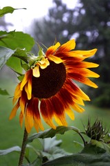 Słoneczniki w ogrodzie © Monika