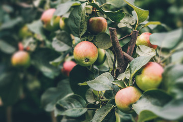 Agriculture and farming - orchard on the farm