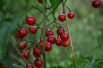 wild red fruits on green background