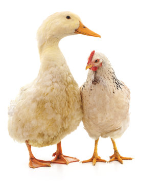 White duck and chicken.