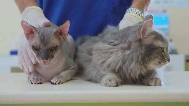 Portrait of a grey cat at veterinary clinic.