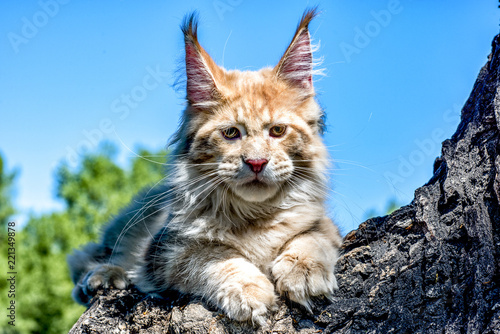 Maine Coon Kitten Sitting On Tree In Forest Park On Summer