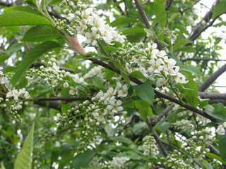 white flowers of apple tree in spring