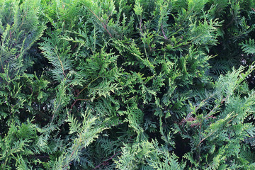green background with branches and leaves of thuja