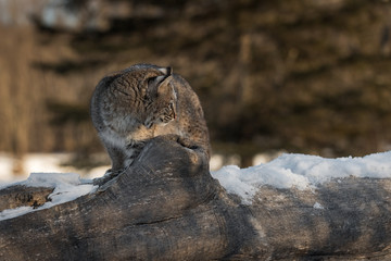 Bobcat (Lynx rufus) Looks Back Along Log