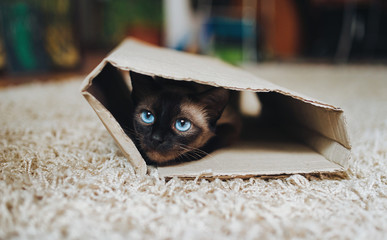 Siamese cat hides in a cardboard box. Cat Games. Cat's with blue eyes. Instinct to hunt.