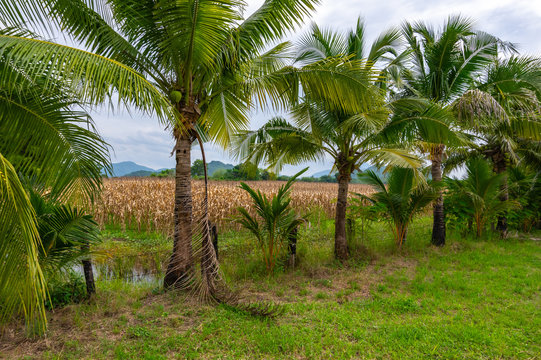 Palmerna