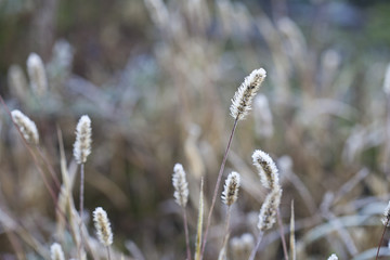 Delicate plants with hoarfrost on cold winter day