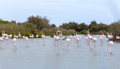 Naklejka premium Greater Flamingos Birds At Dusk 14