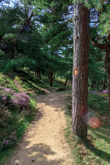 path in the forest