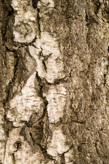  Texture of the old oak bark. Texture of the brown oak bark