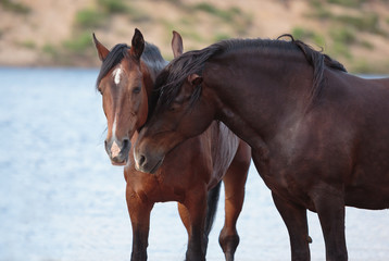 Obraz premium heavy draft mares at the pasture