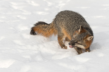 Grey Fox (Urocyon cinereoargenteus) Turns in Snow