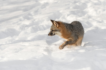 Grey Fox (Urocyon cinereoargenteus) Steps Left Kicking Up Snow