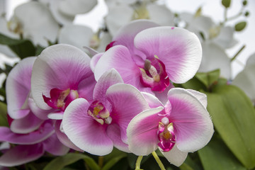 Fototapeta na wymiar Orchids
