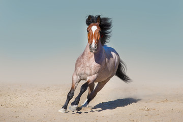 Naklejka na ściany i meble Roan horse free run fast in sandy dast