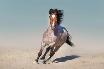 Gardinen Roan horse free run fast in sandy dast © callipso88