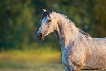 White arabian horse portrait at sunrise light