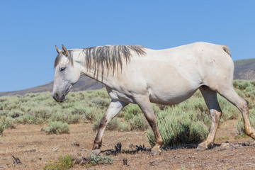 Beautiful Wild Horse in Sand Wash Basin Colorado