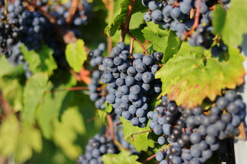 blaue Trauben in Nahaufnahme