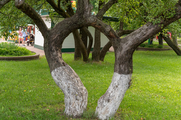 Two curved trees in the city park