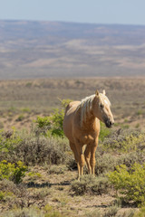 Obraz premium Beautiful Wild Horse in Sand Wash Basin Colorado