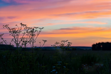 sunset over the field