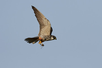 Eurasian hobby (Falco subbuteo)