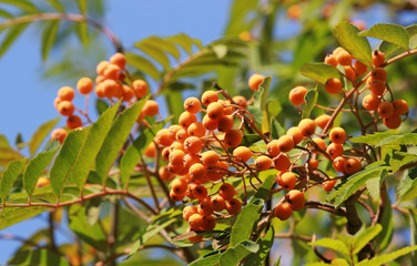 ripe orange colored rowanberries on tree