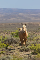 Beautiful Wild Horse in Sand Wash Basin Colorado