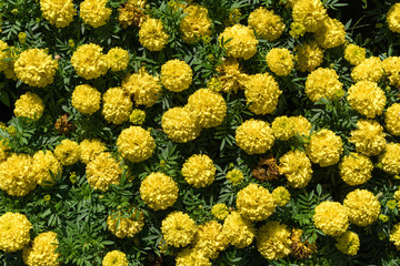  Marigolds Tagetes erecta, the Mexican marigold or Aztec marigold, is a species of the genus Tagetes native to Mexico. Despite its being native to the Americas, it is often called African marigold.