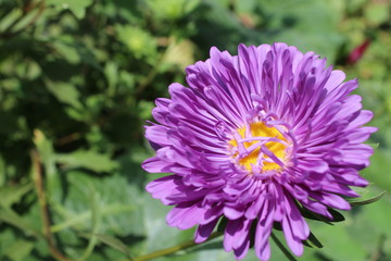 purple flower in the garden