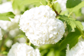 viburnum (guelder rose) flowers of white color in the spring garden