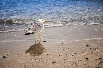 Gabbiano in riva al mare