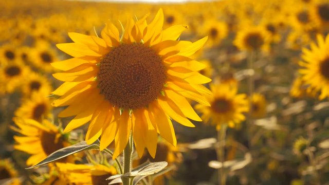 Sunset over the field of sunflowers against a cloudy sky. Beautiful summer landscape agriculture. slow motion video. field of blooming sunflowers on a background sunset. harvesting agriculture