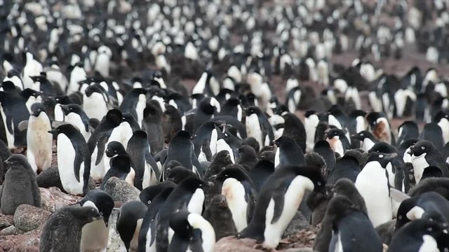 Adelie Penguin with chicks