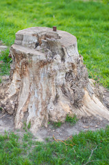 Old stump on green grass background