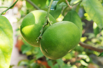 Green grapefruit on the branch